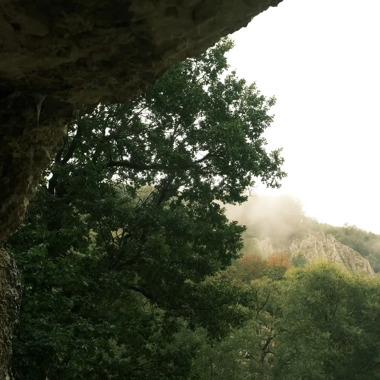 Picture of Forest, sky facing